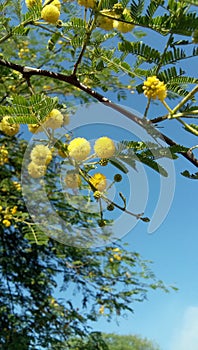 Yellow flowerÃ¢ÂÂ£Ã¯Â¸Â